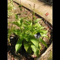 Canna Indica (fam Cannacees) (Am. tropicale) (1)